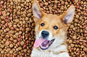 ¿Qué tipo de comida es mejor (seca, húmeda, casera)?