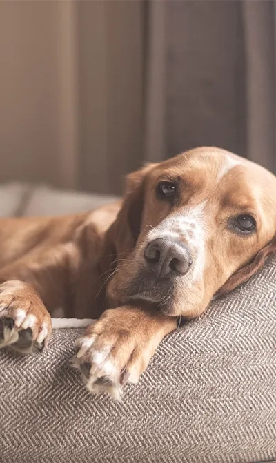 DESCANSO PARA TU MASCOTA