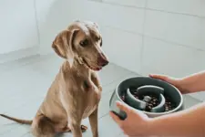 Perro con comedero de laberinto