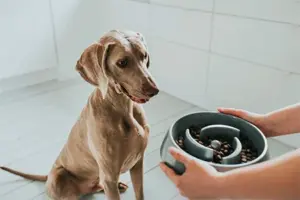 Perro con comedero de laberinto