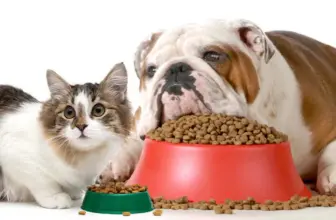 ¿Qué raza de perro o gato se adapta mejor a mi estilo de vida / espacio?