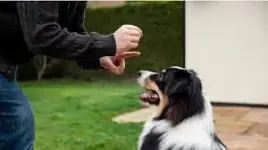 ¿Cómo hacer que el perro obedezca comandos básicos (sentado, quieto, venir)?