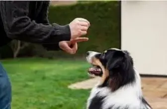 ¿Cómo hacer que el perro obedezca comandos básicos (sentado, quieto, venir)?