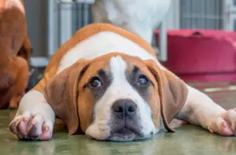 ¿Dónde adoptar mascotas, refugios y coste de adopción?