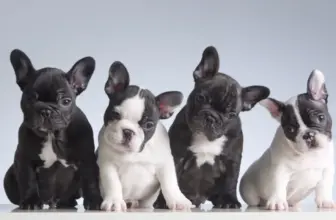 ¿Qué vacunas necesita una mascota? Todo lo que debes saber para mantenerla sana