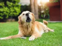 ¿Por qué mi perro ladra tanto? Descubre todos los secretos detrás de esos ladridos