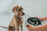 ¿Por qué elegir un comedero de alimentación lenta para tu mascota?