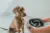 ¿Por qué elegir un comedero de alimentación lenta para tu mascota?